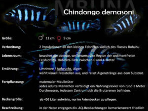 Chindongo demasoni