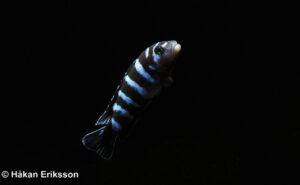 Chindongo demasoni