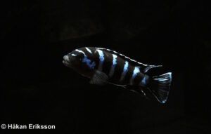 Chindongo demasoni