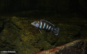Chindongo demasoni
