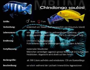 Chindongo saulosi