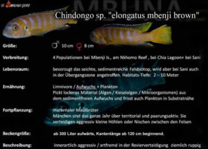 Chindongo sp. 'elongatus mbenji brown'