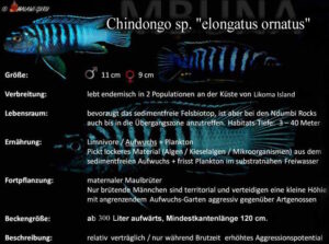 Chindongo sp. 'elongatus ornatus'