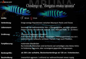 Chindongo sp. 'elongatus ornatus tanzania'