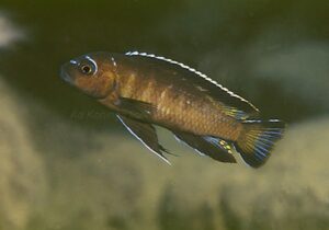 Chindongo sp. 'elongatus mbenji brown'