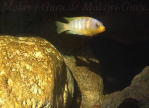 Metriaclima aurora