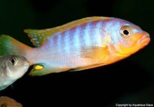 Metriaclima aurora
