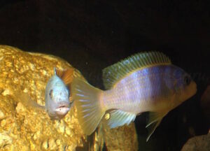 Metriaclima aurora