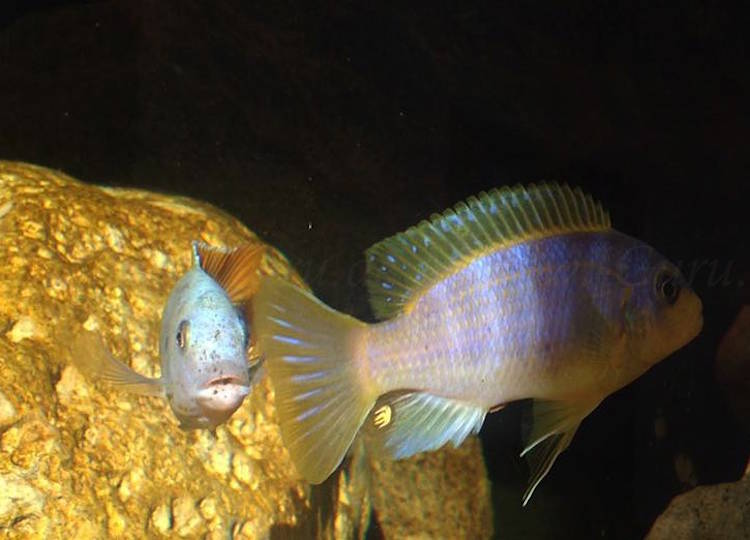 Metriaclima aurora