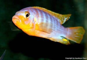 Metriaclima aurora