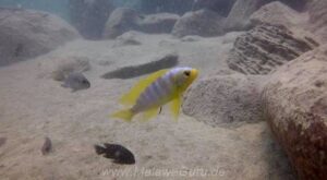 Metriaclima aurora