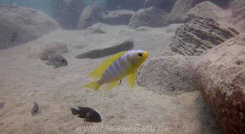 Metriaclima aurora