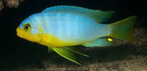 Metriaclima aurora