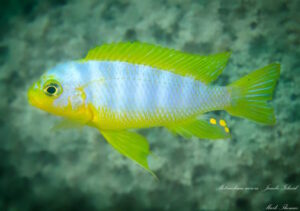 Metriaclima aurora