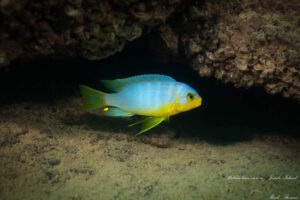 Metriaclima aurora