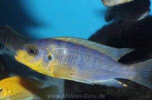 Metriaclima aurora