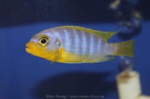 Metriaclima aurora