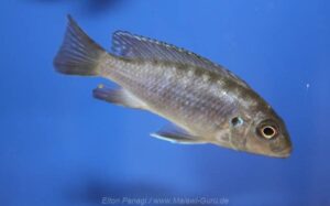 Metriaclima aurora