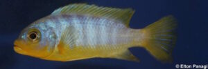 Metriaclima aurora
