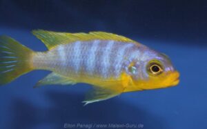 Metriaclima aurora