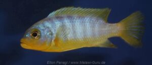 Metriaclima aurora