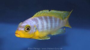 Metriaclima aurora