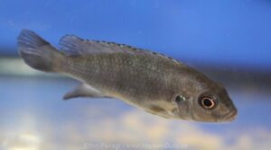 Metriaclima aurora