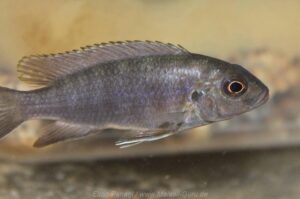Metriaclima aurora