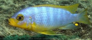 Metriaclima aurora