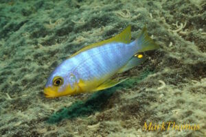 Metriaclima aurora