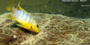 Metriaclima aurora