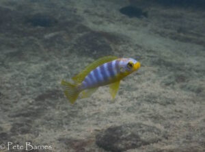 Metriaclima aurora