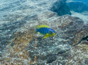 Metriaclima aurora