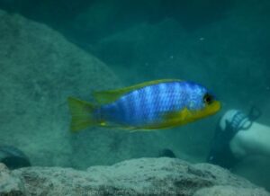 Metriaclima aurora