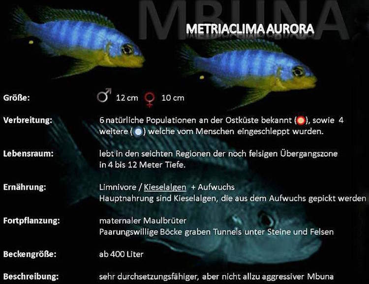 Metriaclima aurora