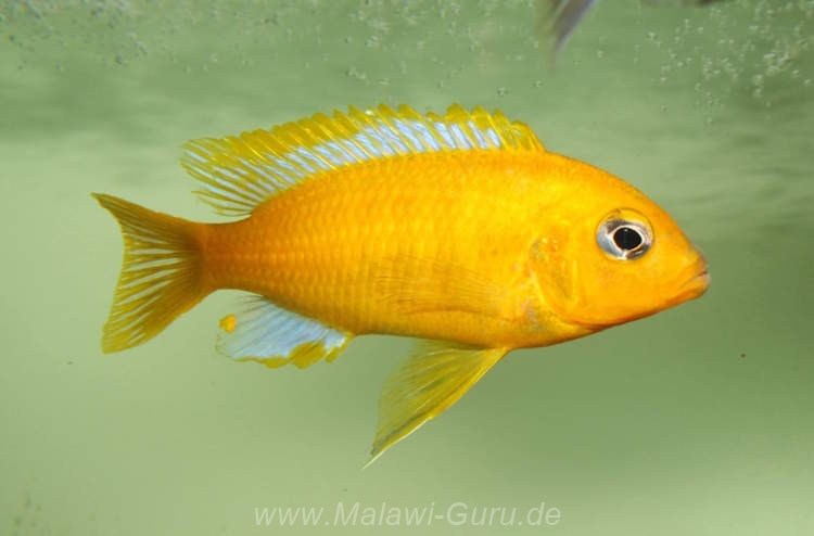 Metriaclima barlowi 'Mbenji Island''Mbenji Island' Metriaclima barlowi