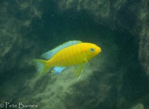 Metriaclima barlowi 'Nakantenga Island' Galerie Metriaclima barlowi