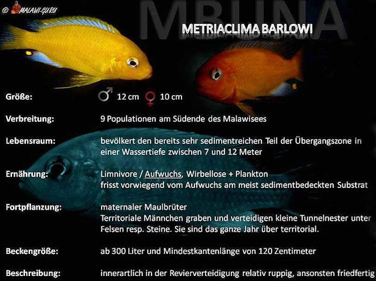 Metriaclima barlowi Artentafel Metriaclima barlowi