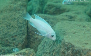 Metriaclima callainos