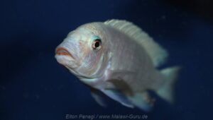 Metriaclima callainos 'Charo'