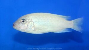 Metriaclima callainos 'Charo'