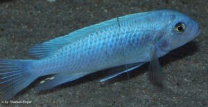 Metriaclima callainos