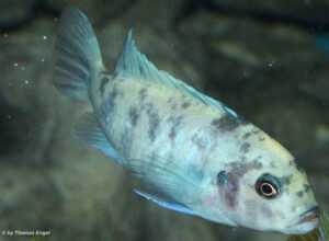 Metriaclima callainos