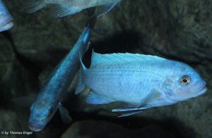 Metriaclima callainos