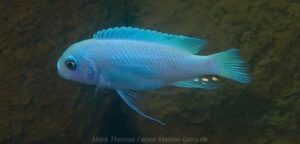 Metriaclima callainos 'Lundu'