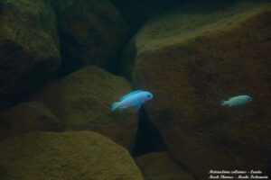 Metriaclima callainos 'Lundu'