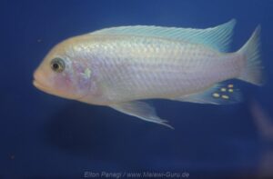 Metriaclima callainos 'Luwino Reef'