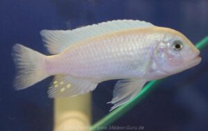 Metriaclima callainos 'Luwino Reef'