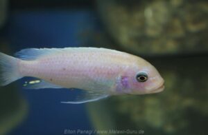 Metriaclima callainos 'Luwino Reef'