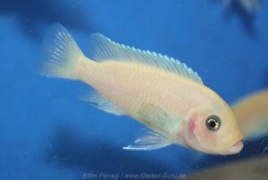 Metriaclima callainos 'Luwino Reef'